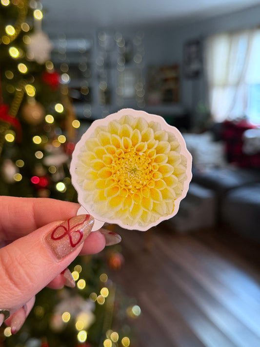 Creamy Dahlia Sticker